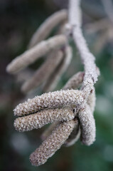 Beatiful frozen hazel catkins. Hoarfrost on the hazel blossom. Natural winter background. Macro nature