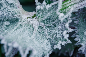 Beatiful frozen plants. Hoarfrost on the leaves. Natural winter background. Macro nature