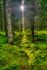 Scenic forest of fresh green deciduous trees framed by leaves, with the sun casting its warm rays...
