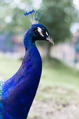 peacock photo portrait in nature