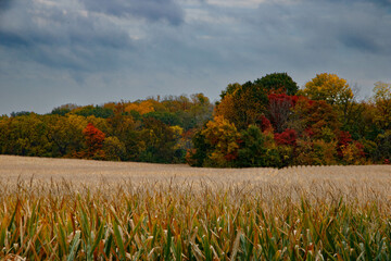 autumn landscape with trees and corn