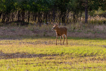 Naklejka na ściany i meble A White-tailed Deer Buck In Late October Rutting Season
