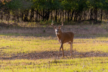 A White-tailed Deer Buck In Late October Rutting Season