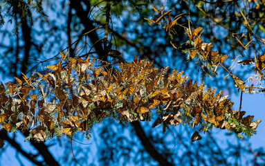 Colony of Monarch butterflies (Danaus plexippus) are sitting on pine branches in a park El Rosario, Reserve of the Biosfera Monarca. Angangueo, State of Michoacan, Mexico