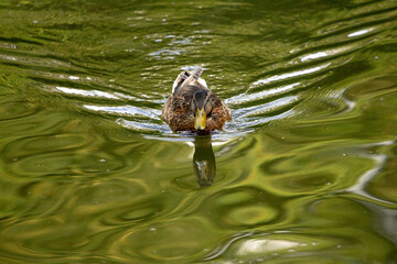 swimming duck 