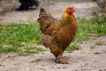 range chicken
