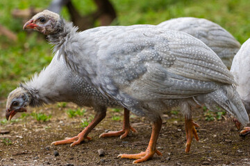 chickens in the grass