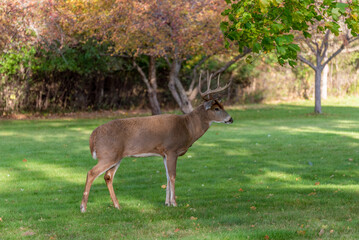 A White-tailed Deer Buck In Late October Rutting Season