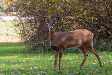 Naklejka na ściany i meble White-tailed Doe Deer In Late October