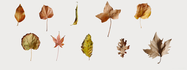 Dry multicolored leaves isolated on white background. Top view.  Autumn concept. Mock up, flat lay, copy space, banner