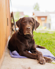 chocolate-colored Labrador retriever dog is lying outside on the lawn and resting. the dog guards the house, a service pedigreed pet. cute labrador looks sad, taking care of animals and pets