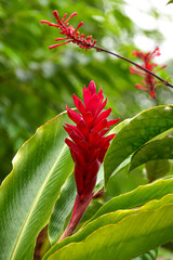 tropical red flower and green plant hawaii