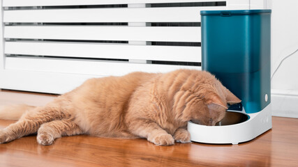 Lazy and curious cat smelling the food bowl. Adorable cat learning to use automatic dry food dispenser. Cute cat eating from bowl while lying down.