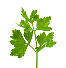 Green leaves of parsley isolated on white background.