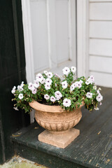 Fototapeta na wymiar flowers in a pot 