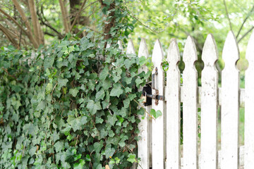 Ivy Fence