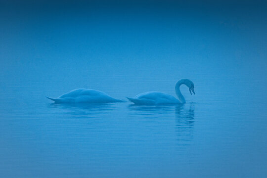  Two Swans on a lake swimming in November Fog, Sweden