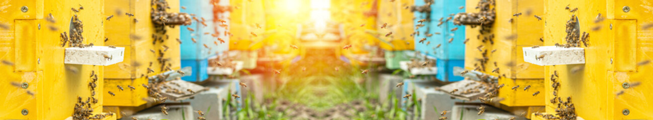 Background of hives against green grass. Beehives with honey bees. bees come back from honey collection and fly into beehive's entrance banner