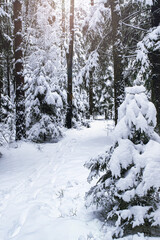 Fototapeta na wymiar Beautiful snowy forest. Trees covered with snow. Cold winter day.