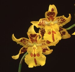 Closeup shot of a yellow Dancing-lady orchid on a stem, on a black background