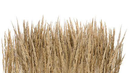 Fototapeta premium Puszysta sucha kępa trawy, w kolorze żółtym na białym tle. 