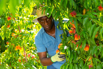 Skilled focused african american farm worker engaged in ripe peaches harvest, working in summer fruit garden ..