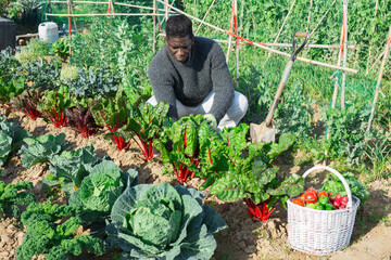 Portrait of an African american male farmer growing beets in a vegetable garden in a garden bed