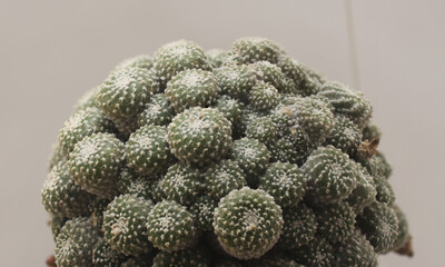 El cactus más pequeño del mundo (Blossfeldia liliputana)