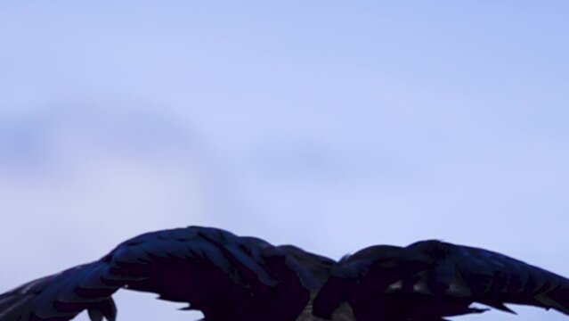 The crow takes off (detail). Super slow motion 1000 fps