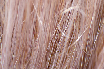 Blond hair, macro human shiny bleached hair textured with highlight close-up