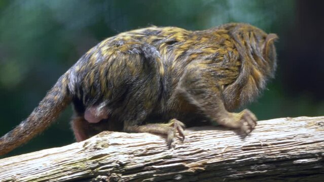 Small pygmy marmoset climping a tree branch in closeup