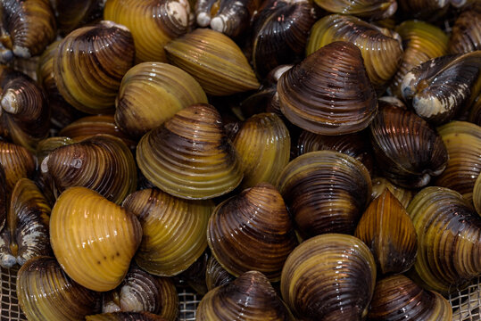 Asian clam being drained out of sand in a metal colander