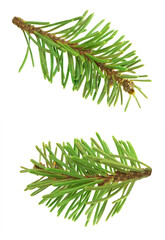 Set of coniferous tree branches pine and spruce isolated on white. conifer sprigs. Christmas decor.