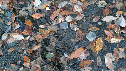 Large puddle of water on wet pavement. Asphalt road with a puddle. fallen yellow and brown leaves of trees float in clear water. On the surface of the water there are circles from falling raindrops.