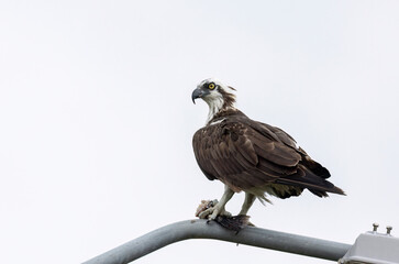 Magnificent Osprey (Pandion haliaetus) on a lamp post eating a fish