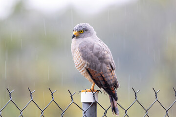 Beautiful  Roadside Hawk (Rupornis magnirostris) perched on a fence post