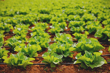 Lettuce grown in greenhouse with drip irrigation hose system. Concept banner agriculture farm, food...