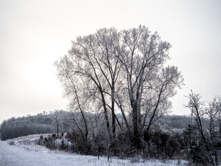 Trees covered with hoarfrost on a cold winter day