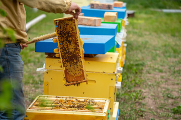 Beekeeper is working with bees and beehives on apiary. Bees on honeycomb. Frames of bee hive....