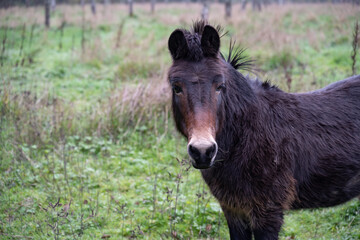Fototapeta premium portrait d'un petit ane dans son vergers