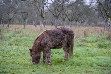 petit âne bouclé sous la pluie dans un champs de pommier
