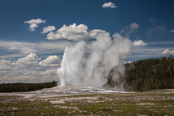 old faithful rises high leaving steam to float across the landscape under blue skies