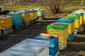 Fototapeta na wymiar Colorful wooden and plastic hives in summer. Apiary standing in yard. Cold weather and bee sitting in hive.
