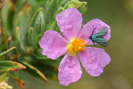 Zyg&egrave;ne turquoise sur cyste