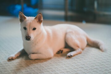 Adorable white Shiba Inu lying on a carpet