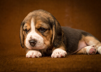 Cute and little puppy posing for a photo