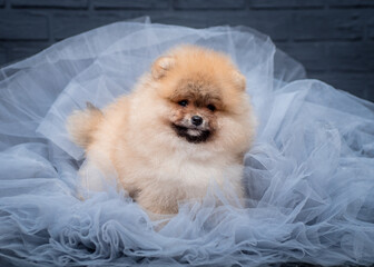 Pomeranian is posing for a photo