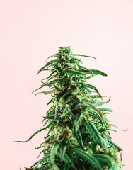 Indoor Cannabis plant, branch of marijuana on a pink background with copy space