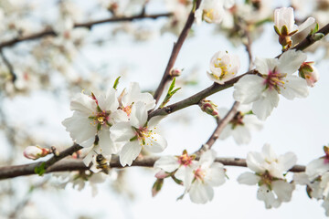 almond blossom 