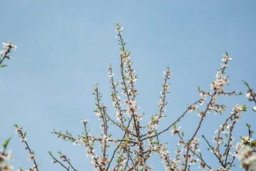 almond blossom tree in dat&ccedil;a, turkey